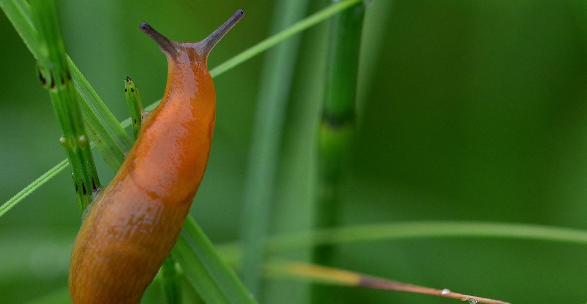Slug on Grass